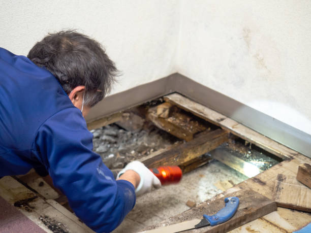 Reliable Bidwell, OH Mold Removal Solutions