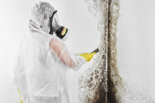 Best Local Mold Removal Service  in Bidwell, OH