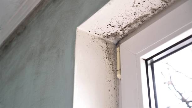 Best Mold Remediation  in Bidwell, OH