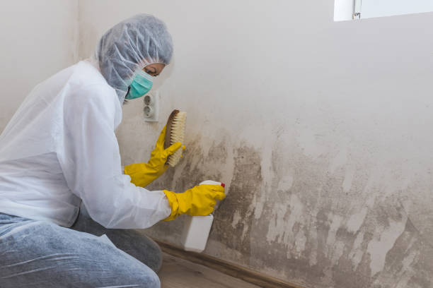 Best Certified Mold Removal  in Bidwell, OH