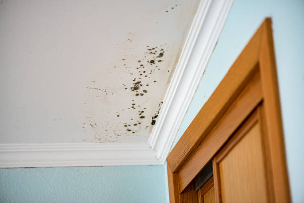 Best Same-Day Mold Removal  in Bidwell, OH