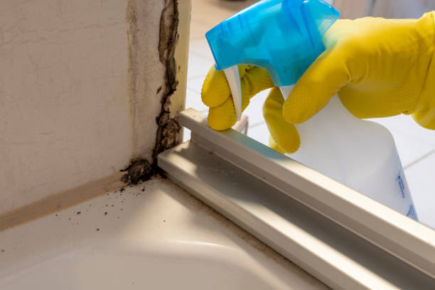Best Mold Removal Near Me  in Bidwell, OH