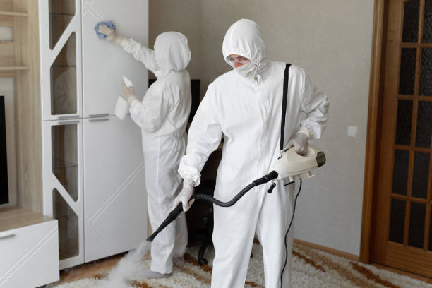 Best Black Mold Removal  in Bidwell, OH