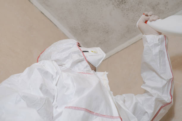 Best Fast Mold Removal  in Bidwell, OH