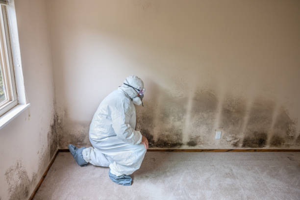 Best Commercial Mold Removal  in Bidwell, OH