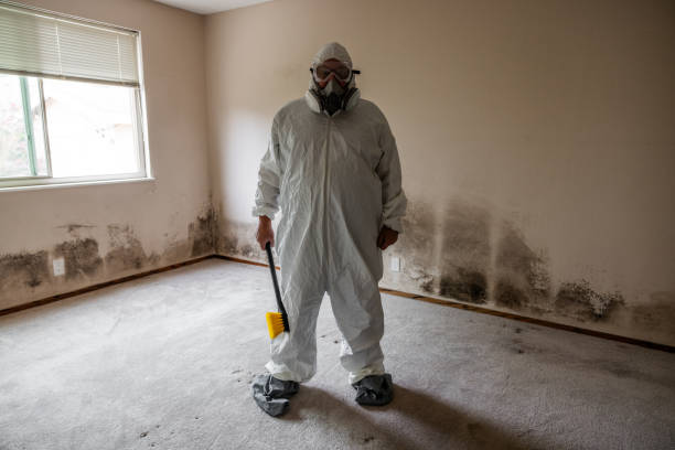 Best Toxic Mold Removal  in Bidwell, OH