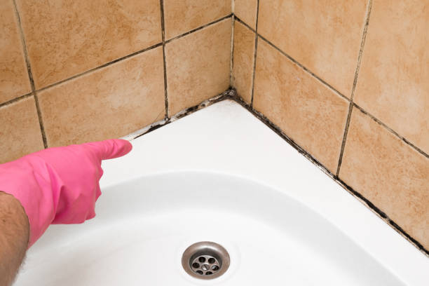 Best Affordable Mold Removal  in Bidwell, OH